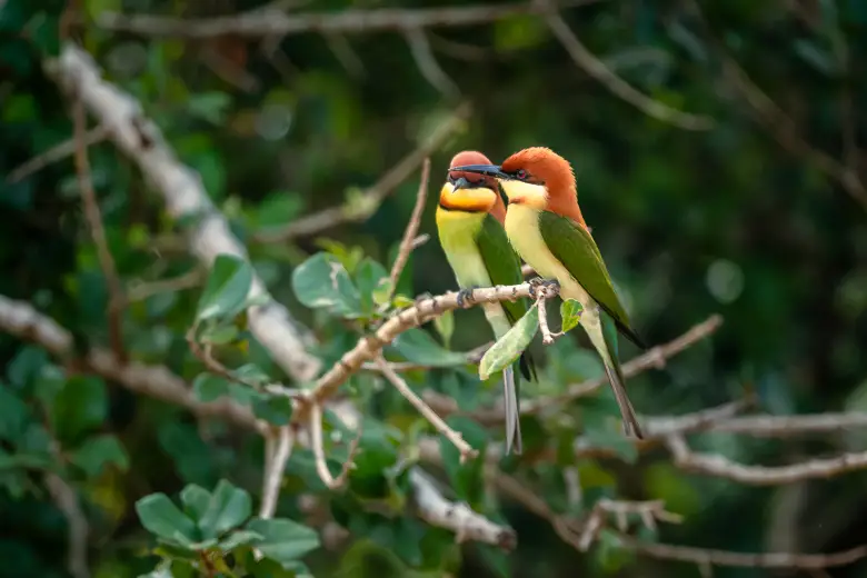 2 chestnut headed beeeaters in Yala National Park or can be found as well in Udawalawe