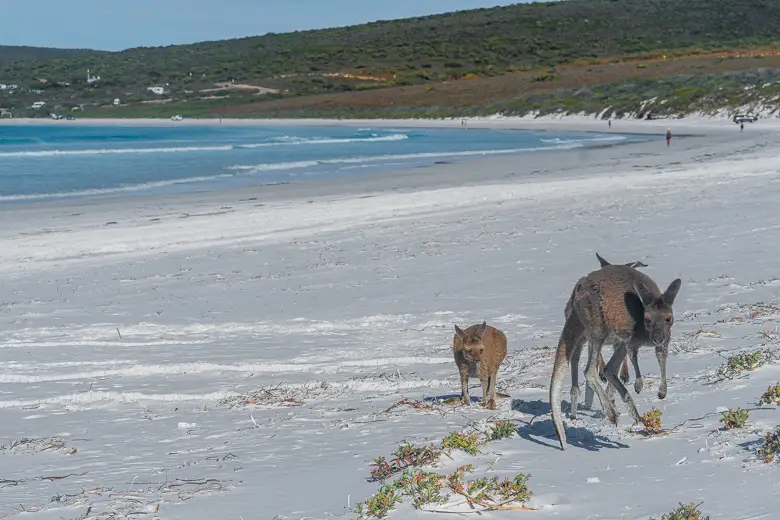 3 Kangaroos jumping on Lucky bay beach