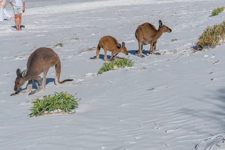 3 Kangaroos on Lucky Bay beach