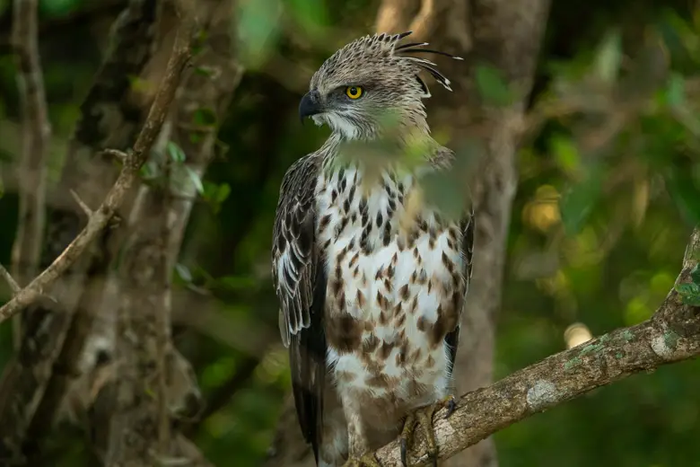 A crested Hawk Eagle in Yala National Park