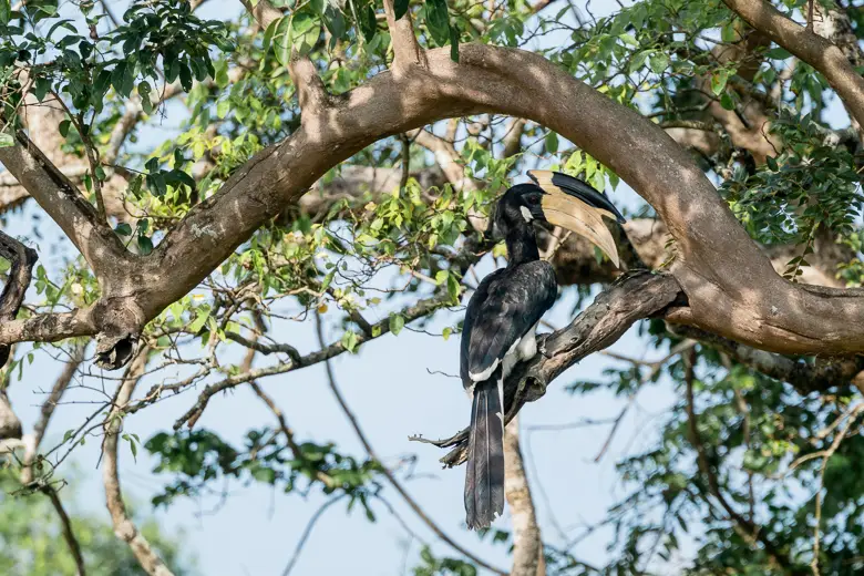 A hornbill in the trees and can be found in either Udawalawe or Yala National Park