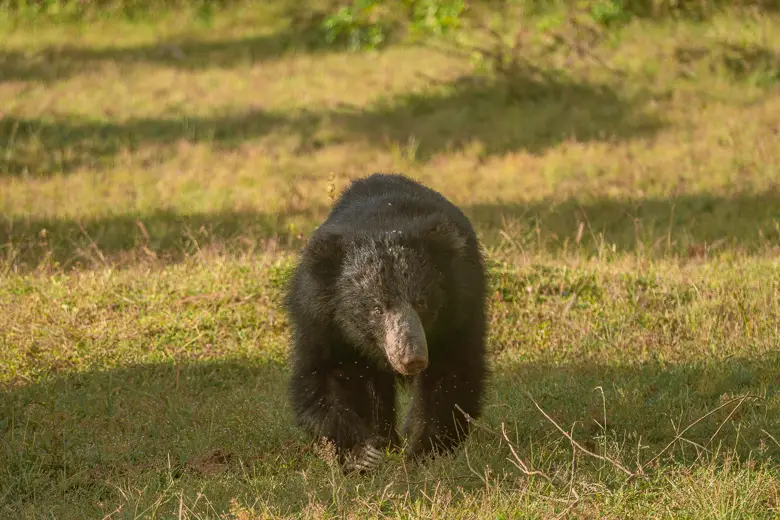 A sloth bear walking in our Yala or Udawalawe National Park comparison