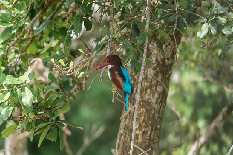 A white throated Kingfisher seen in Udawalawe National Park