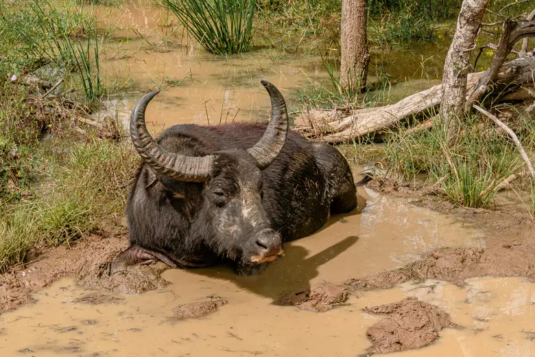 Buffalo in the mud as seen on safaris in Sri Lanka such as Yala or Udawalawe