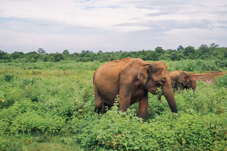 Elephants grazing in Udawalawe National Park or can be seen in Yala as well