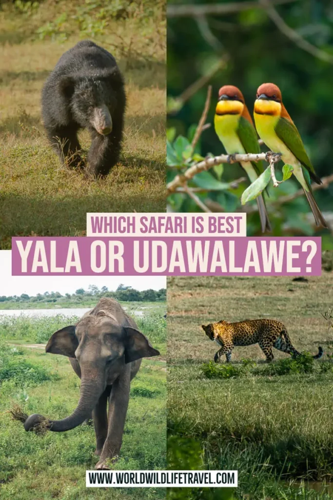 Going on safari in Sri Lanka at Yala or udawalawe National Park pin