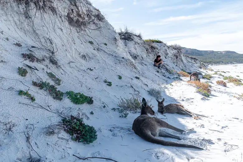 Kangaroos lying on the beach at Lucky Bay Esperance