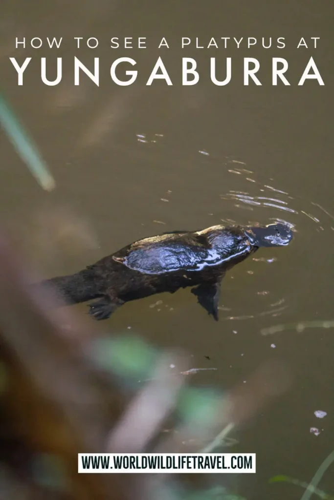 Seeing a wild platypus at Yungaburra near Cairns