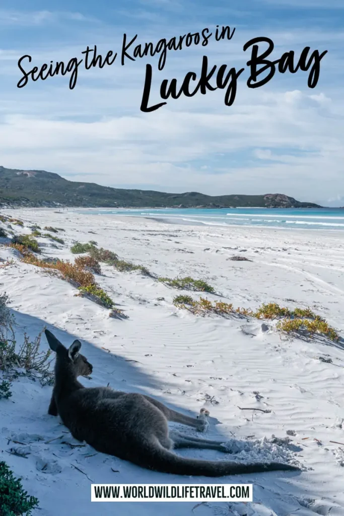 Seeing the Kangaroos in Lucky Bay Esperance Western Australia pin
