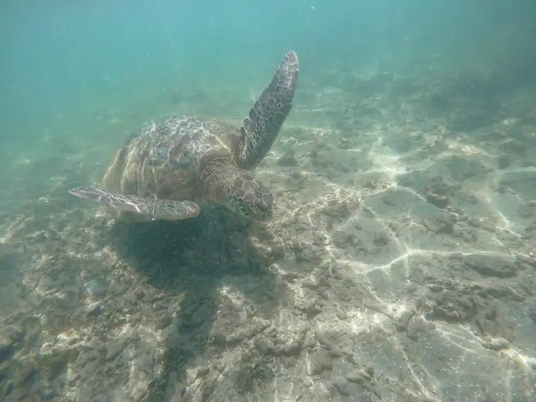 Snorkelling with turtles in Sri Lanka at Polhena Beach