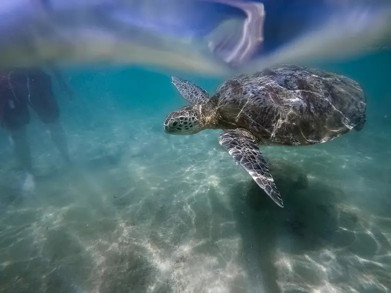 Swimming with turtles in Sri Lanka where a turtle is swimming through the shallow sea