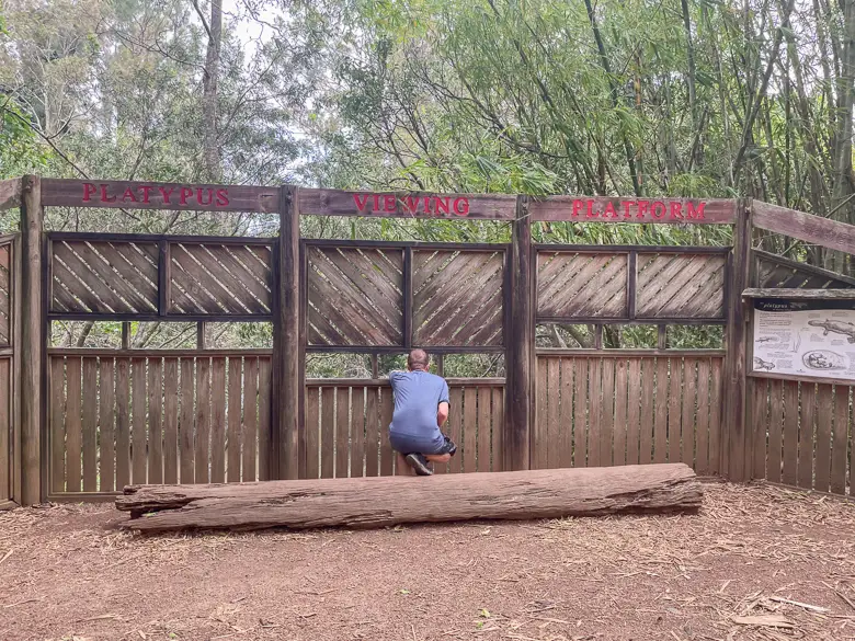 The platypus viewing platform at Yungaburra