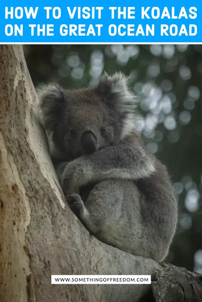 Where to go to see Koalas in the wild at the Great Ocean Road pin