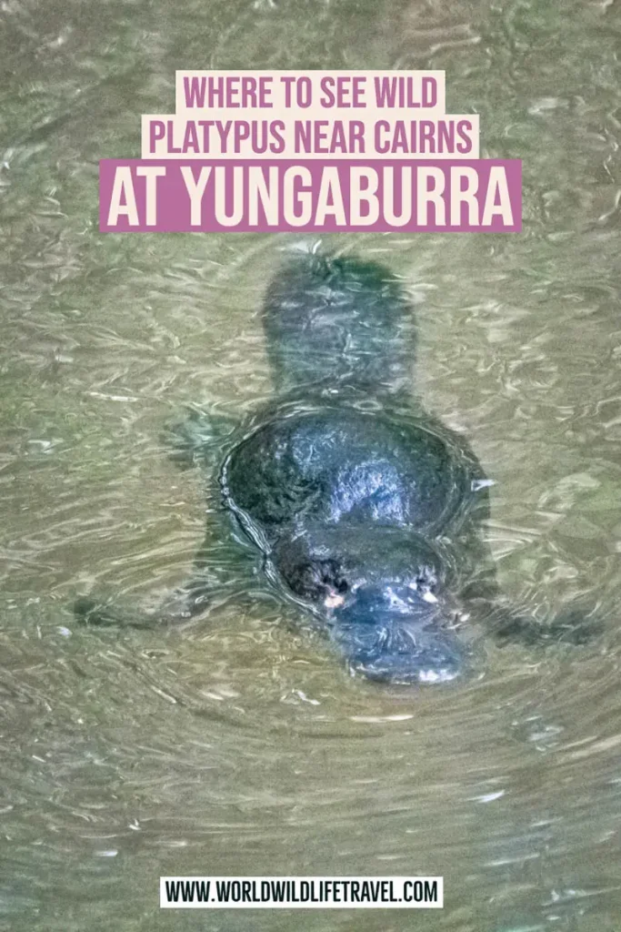Where to see platypus near Cairns at Yungaburra pin