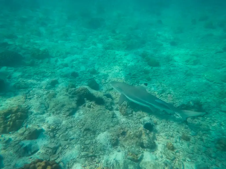 A blacktip reef shark seen at Shark Point when snorkelling Koh Phi Phi