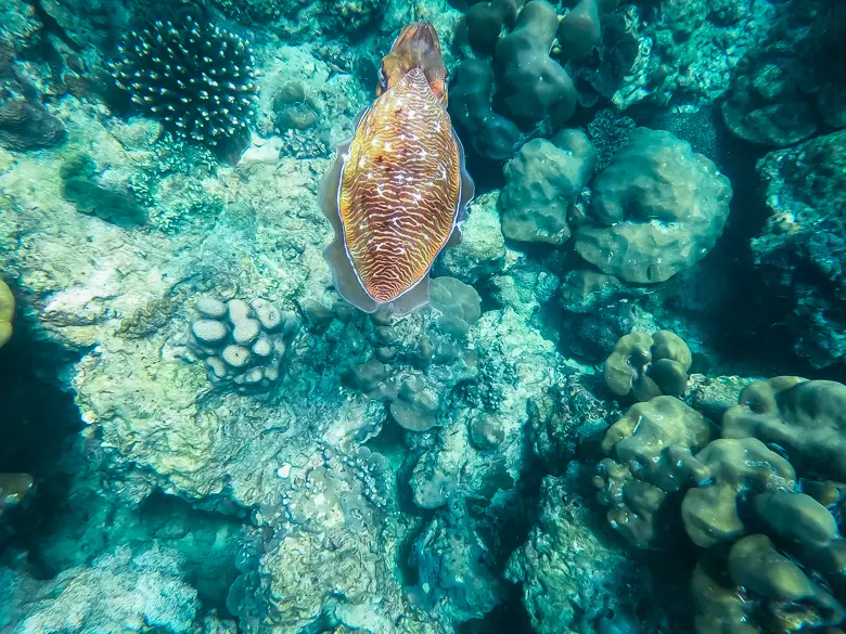 A cuttlefish seen at Shark Point when we were snorkelling on Koh Phi Phi islands
