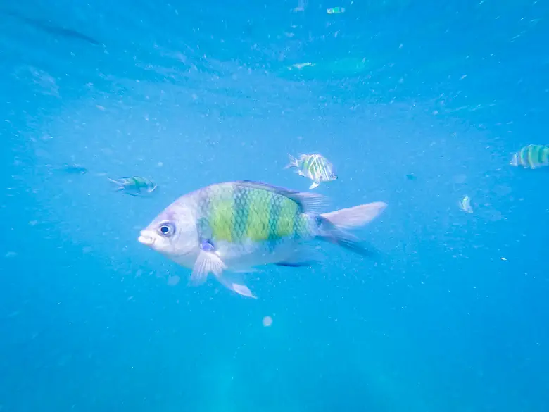 A few fish swimming around the waters of Koh Phi Phi
