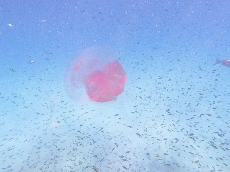 A jellyfish and lots of other small fish seen on our snorkelling tour of Bamboo Island in Koh Phi Phi