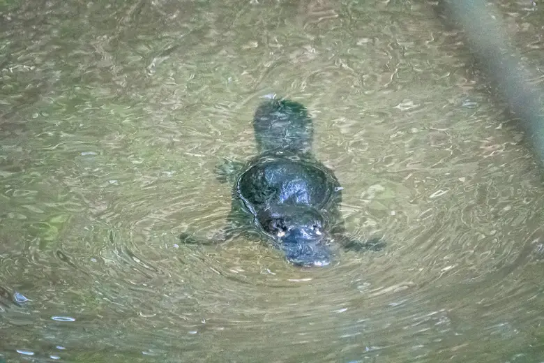 A platypus in the water near Maleny