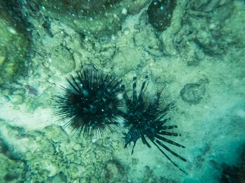 A sea urchin and lionfish on our snorkel at Nui Beach on Koh Phi Phi don
