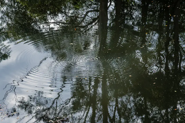 Ripples in the water at Maleny Viewing Platform to see platypus