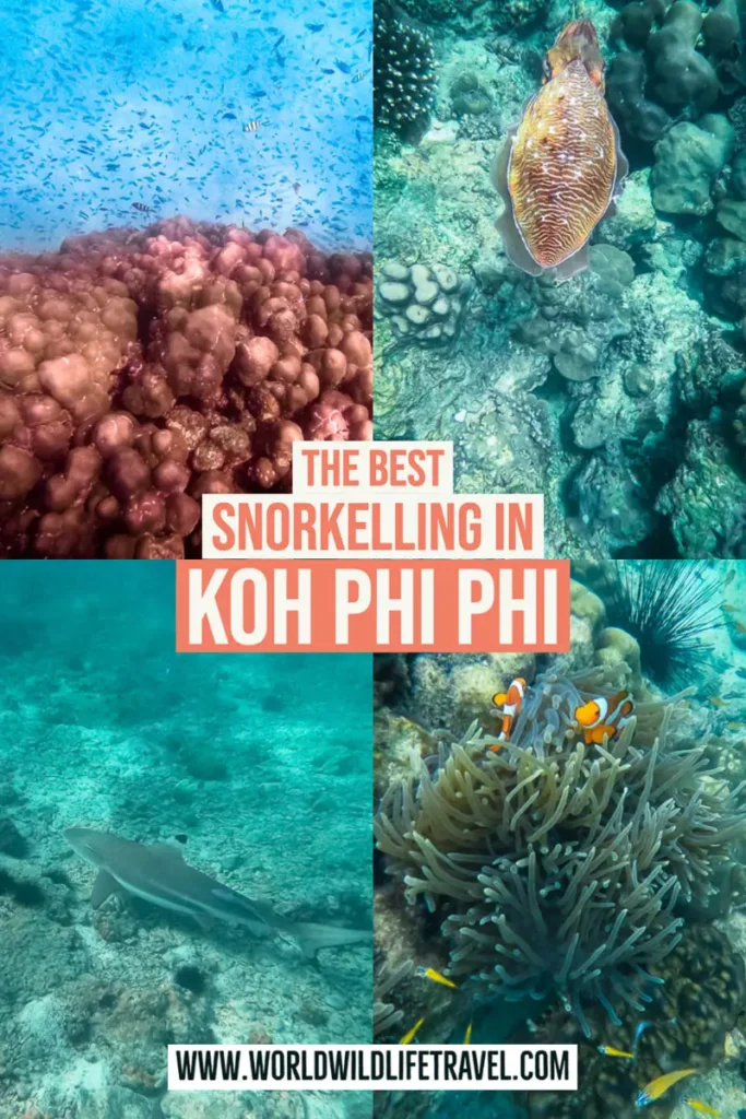 The best snorkelling in koh phi phi thailand pin