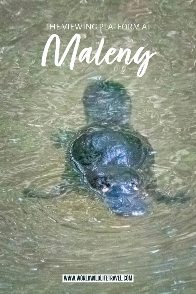 The platypus viewing platform in Maleny Queensland