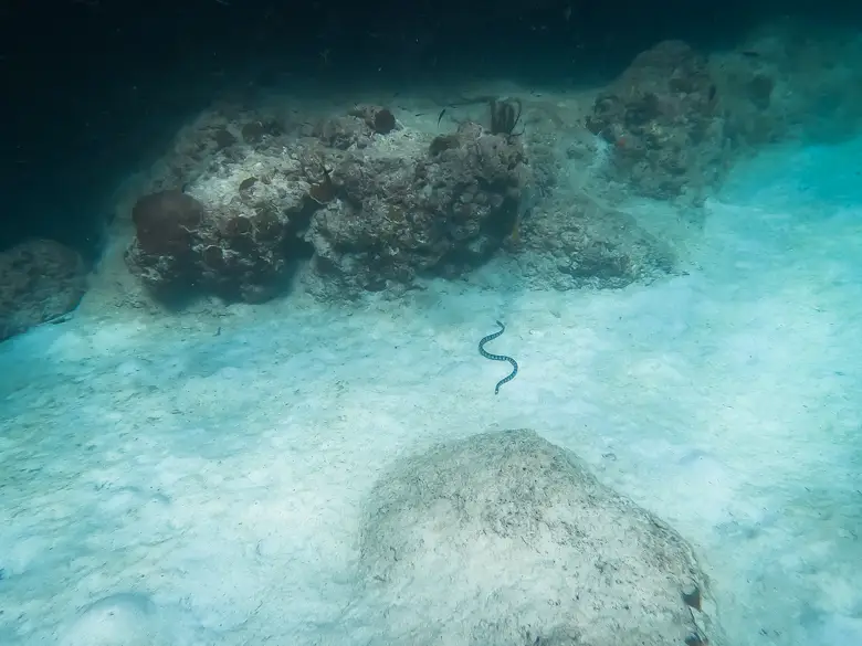 When we were snorkelling in Koh Phi Phi we saw a sea snake on the sand in the sea