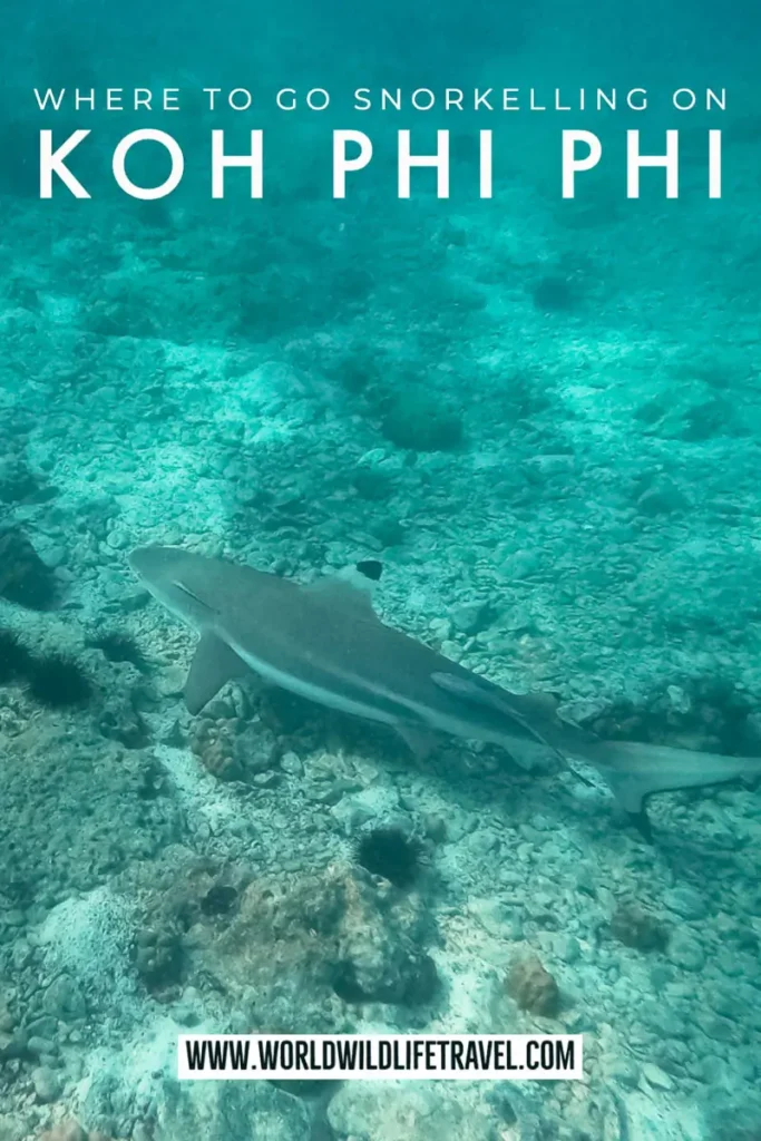 Where to go for the best snorkelling on the Koh Phi Phi Islands in Thailand pin