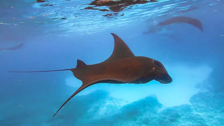 A few manta rays gliding along in the sea at Nusa Penida