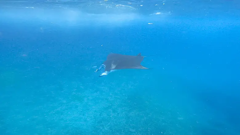 Snorkelling at Manta Point with a Manta Ray in the distance in Nusa Penida