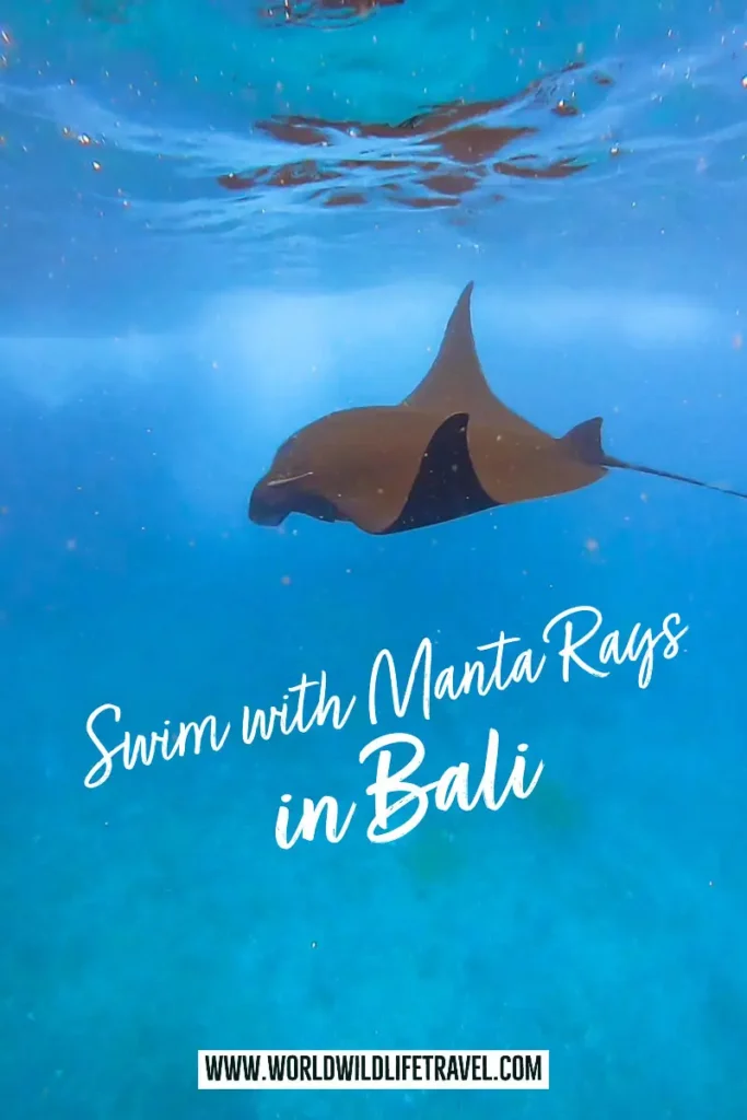 Swim with Manta Rays in Bali at manta point Nusa Penida pin