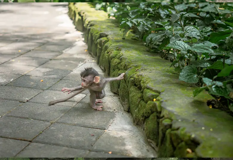 A baby monkey