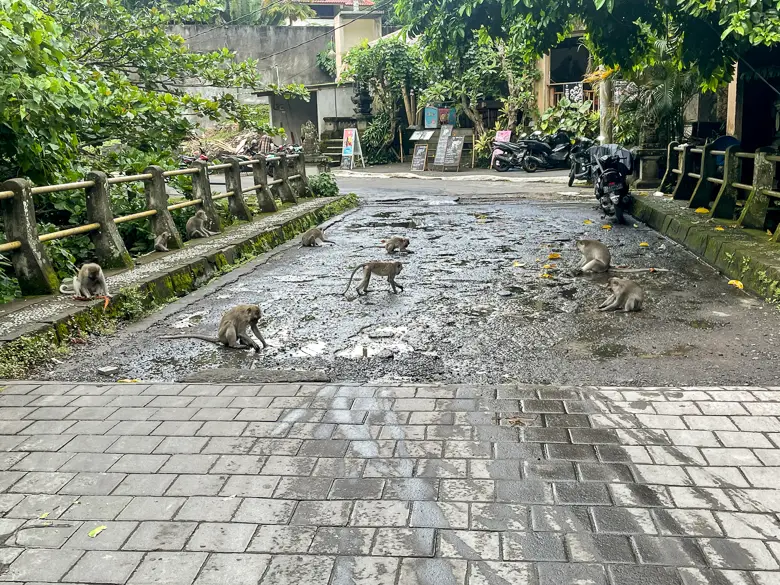 A group of Monkeys on a street in Ubud