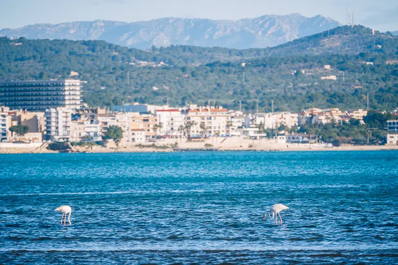 2 Flamingos in the Delta Del Ebro with LAmpolla in the back