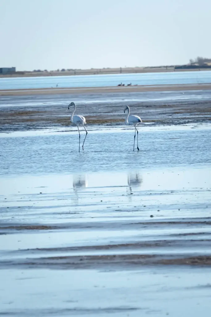 2 Flamingos walking in the sea with their reflection