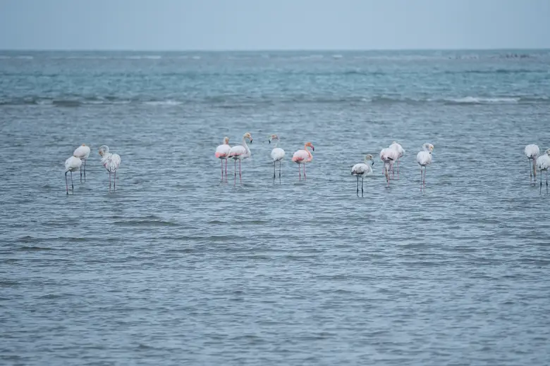 Lots of flamingos in the sea at the Delta Del Ebro