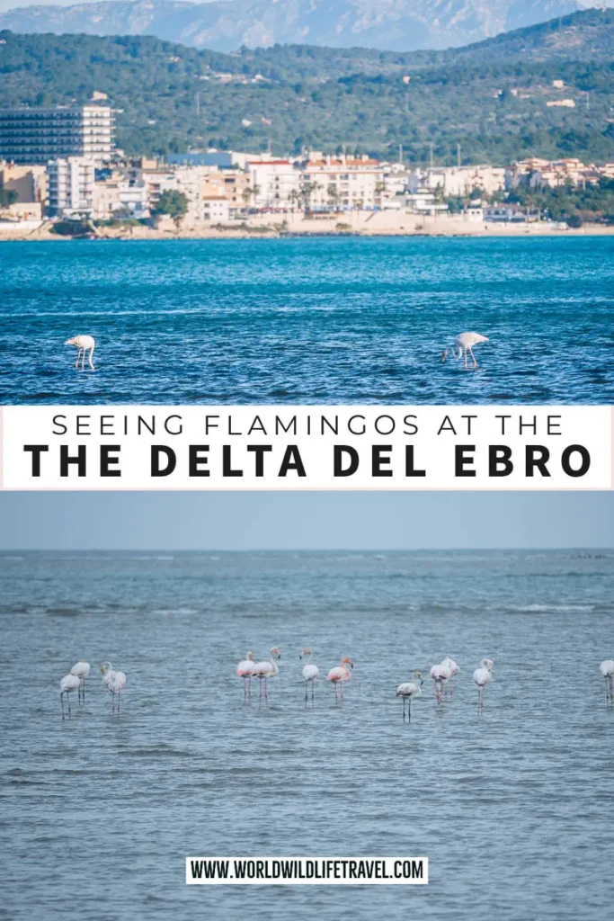 Seeing the flamingos in the Delta Del Ebro Spain pin