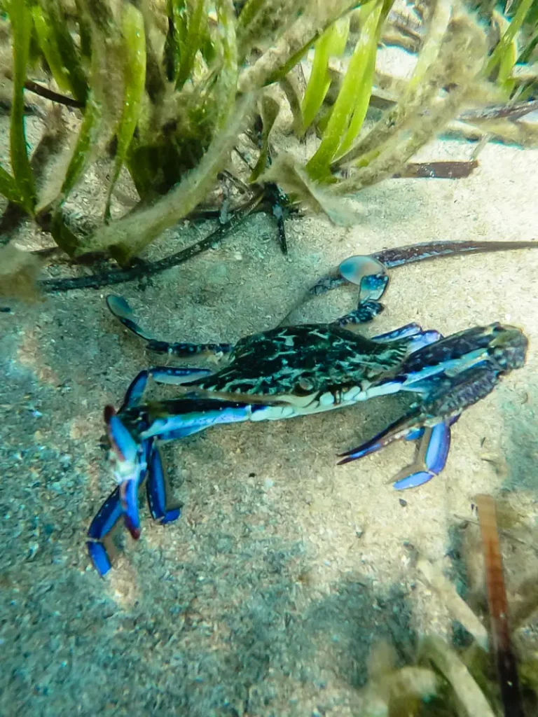 A crab, a common sight when snorkelling in these spots at Perth