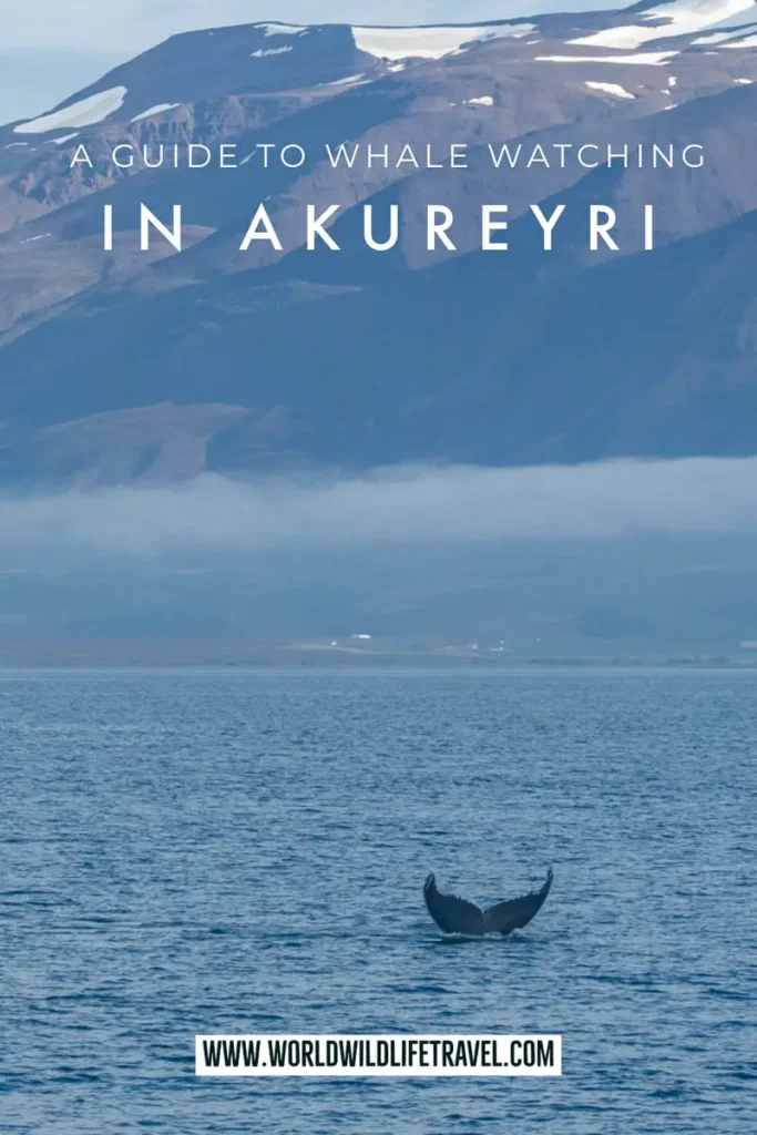 A guide to whale watching in Akureyri Iceland