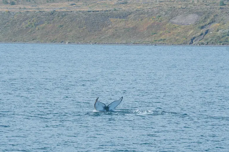A humpback whale tail on our whale watching tour in Akureyri Iceland