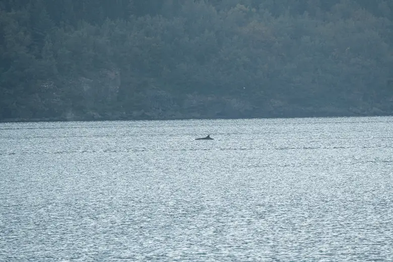 A northern bottlenose whale as seen on our whale watching tour in Akureyri