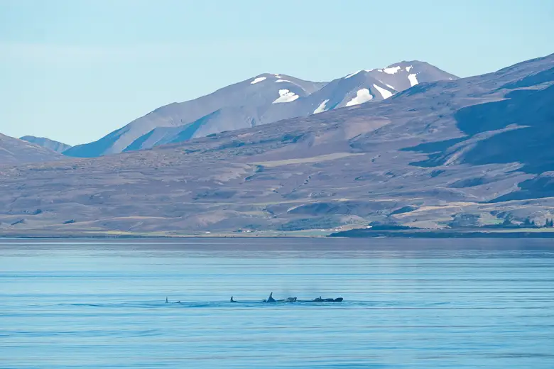 A pod of pilot whales in Eyjafjörður Fjord