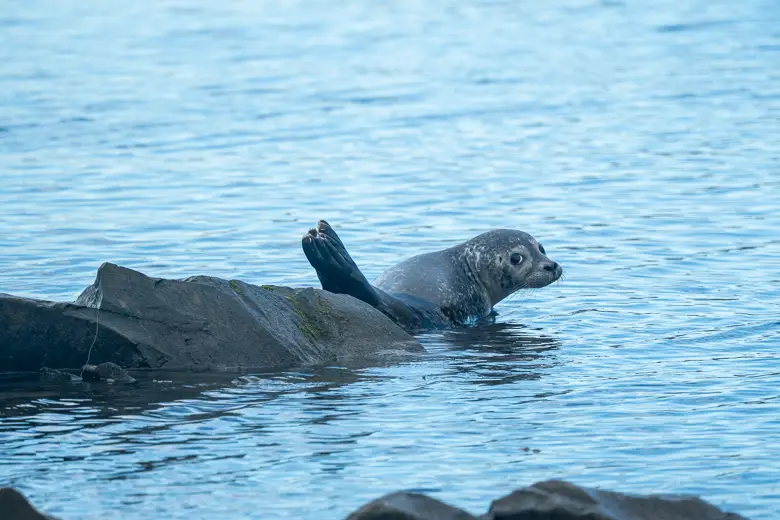 Baby seal in Eyjafjörður Fjord in Akureyri
