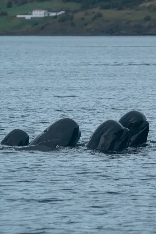 Close up of a pod of pilot whales a sight you can see on a whale watching tour in Akureyri