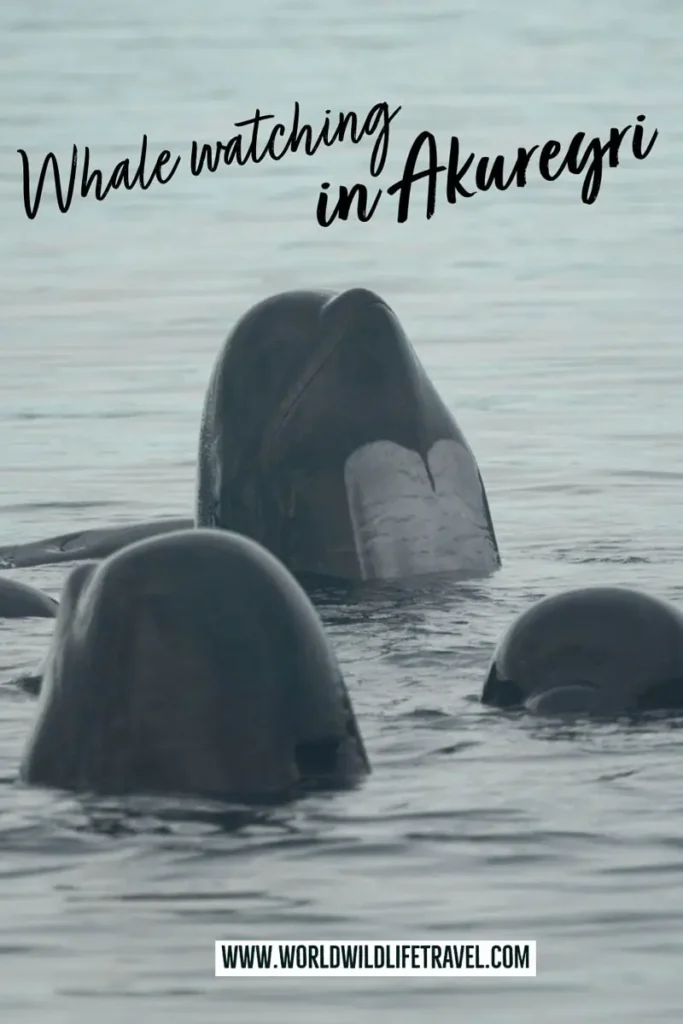 How to do the best whale watching in Akureyri Iceland pin