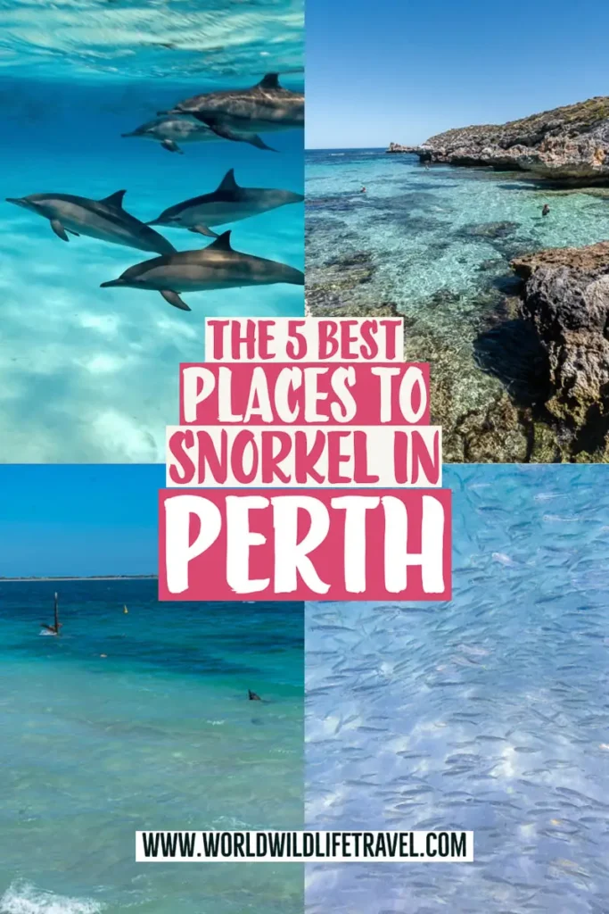 The best snorkelling spots in Perth pin