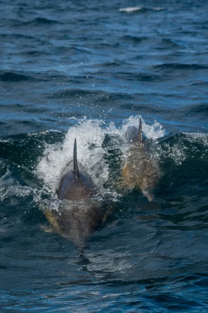 2 dolphins in the sea at the Isle of Skye