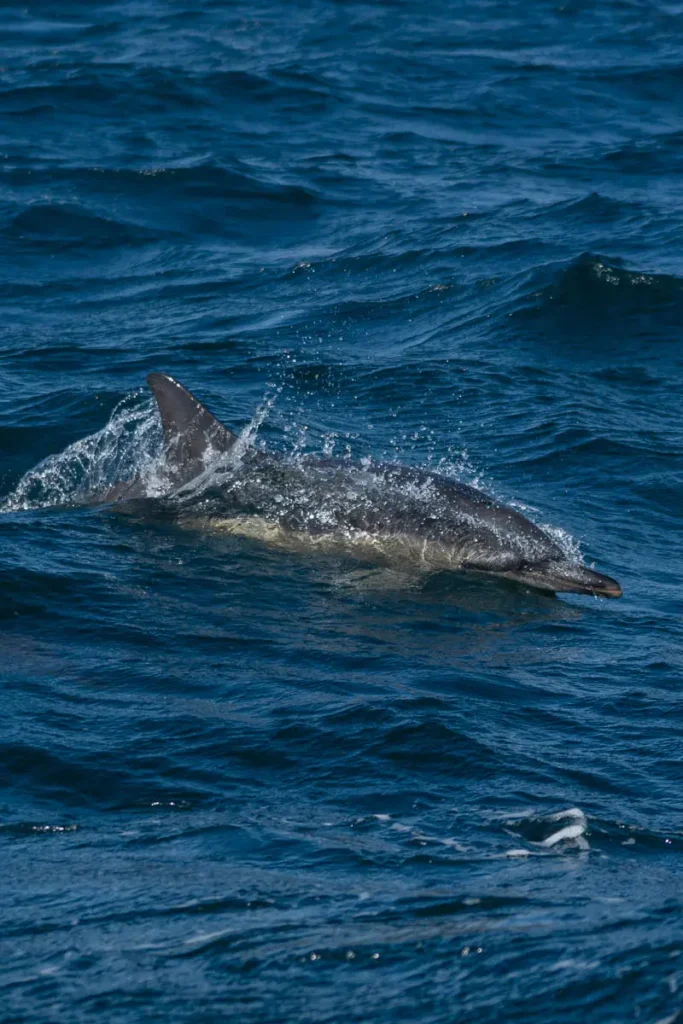 A bottlenose dolphin swimming through the water