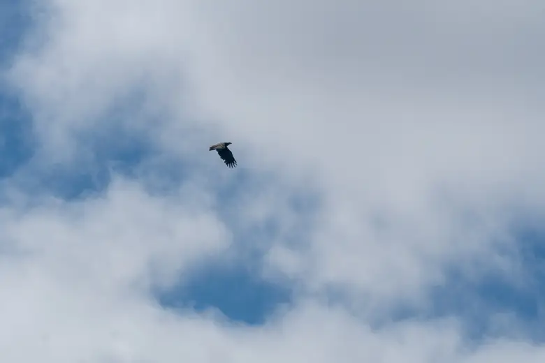 A sea eagle flying through the sky